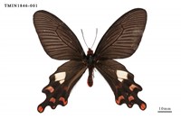 藏品(多姿麝鳳蝶)的圖片